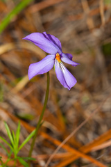 Viola pedata
