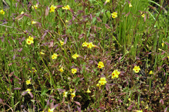 Erythranthe laciniata