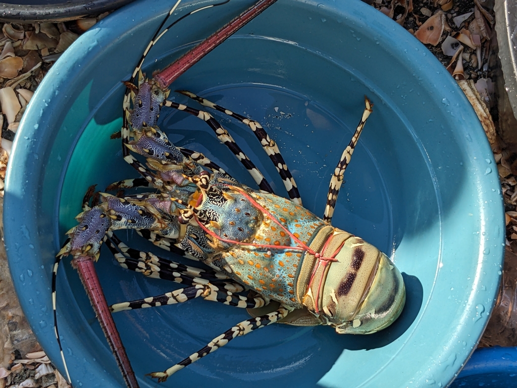 Ornate Spiny Lobster