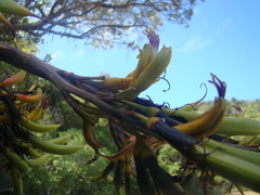 Phormium cookianum hookeri