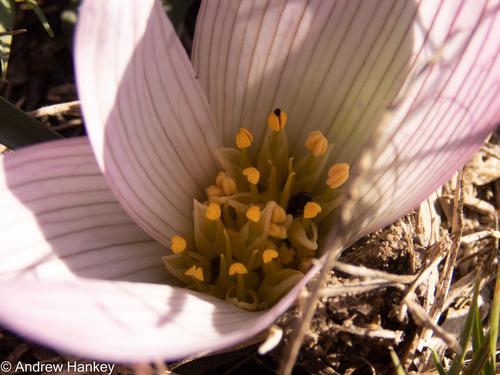 Colchicum melanthioides (Colchicum melanthioides)