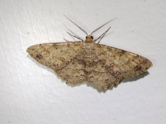 Image of Melanolophia signataria