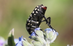 Oxythyrea testaceoguttata