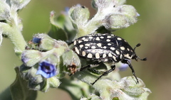 Oxythyrea testaceoguttata