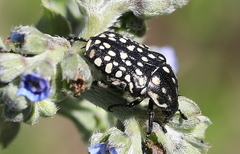 Oxythyrea testaceoguttata