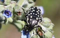 Oxythyrea testaceoguttata