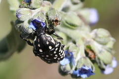 Oxythyrea testaceoguttata