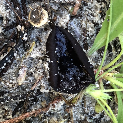 Marcelleina atroviolacea image