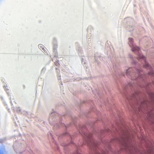 Marcelleina atroviolacea image