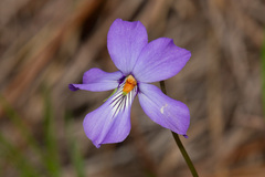 Viola pedata