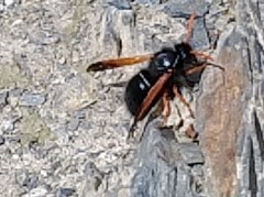 Hypodynerus vespiformis