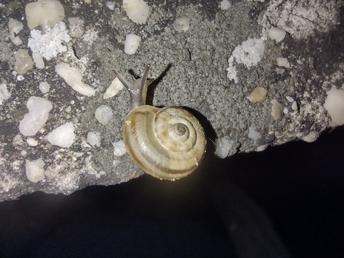 Crvenousna livadnica (Cernuella neglecta)