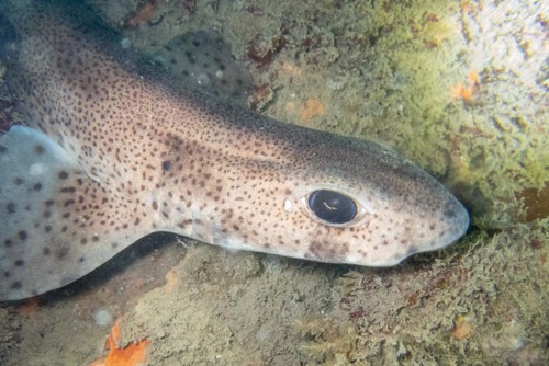 Dogfish (Scyliorhinus canicula) — Scyliorhinidae — 3