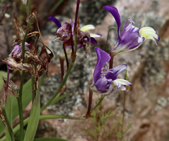 Sparaxis metelerkampiae