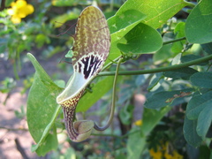 Aristolochia tentaculata