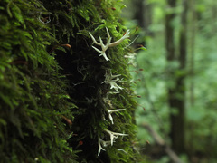 Lentaria byssiseda