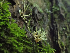Lentaria byssiseda