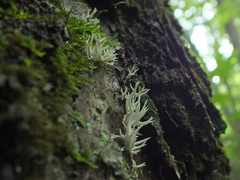 Lentaria byssiseda