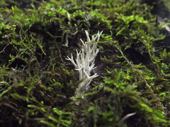Lentaria byssiseda
