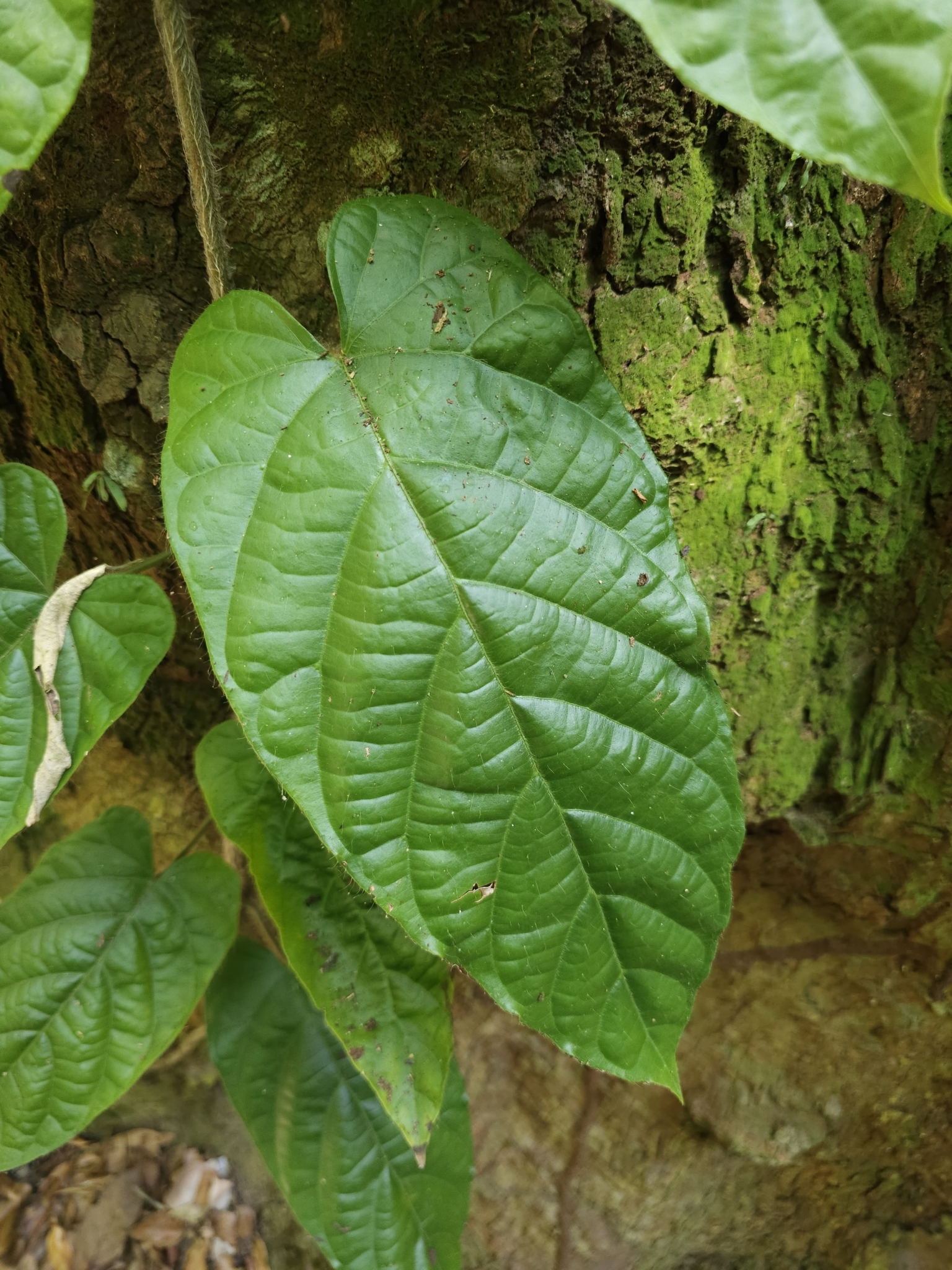 Imagem de Jiboia-falsa