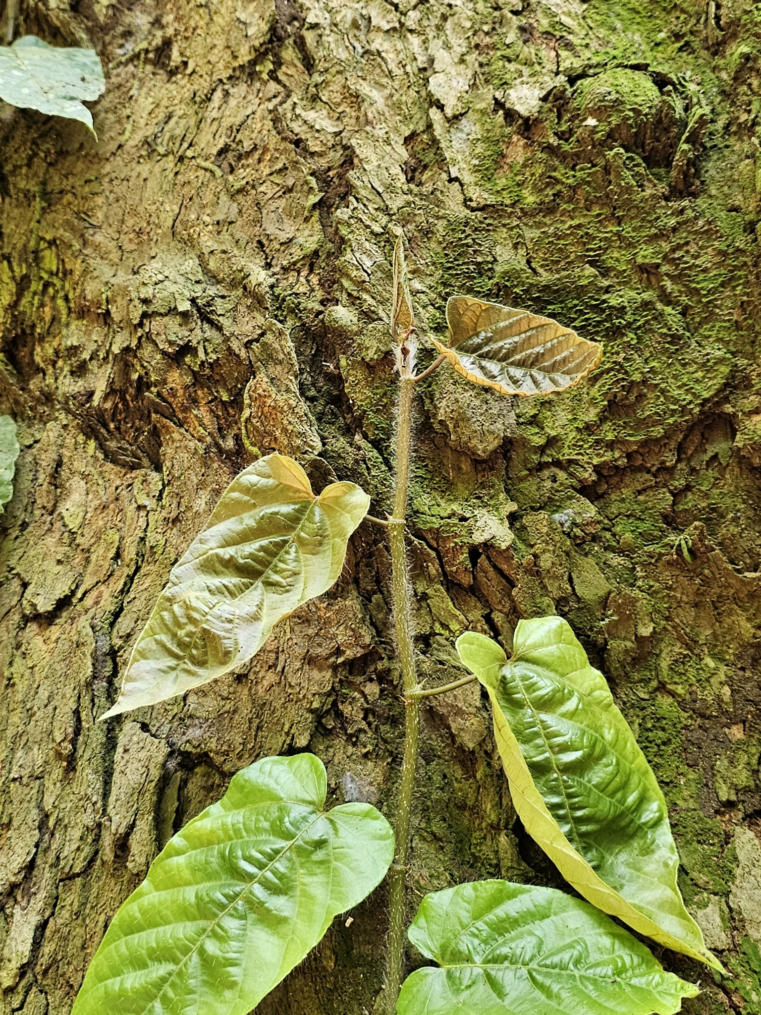 Imagem de Jiboia-falsa