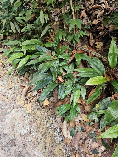 Tectaria singaporiana (Tectaria singaporiana)