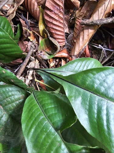 Image of Tectaria singaporiana by (c) pbsg, some rights reserved (CC BY)