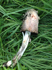 Coprinus comatus