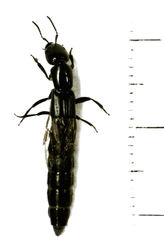 Thyreocephalus chloropterus