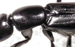 Thyreocephalus chloropterus