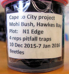 Thyreocephalus chloropterus