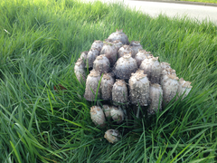 Coprinus comatus