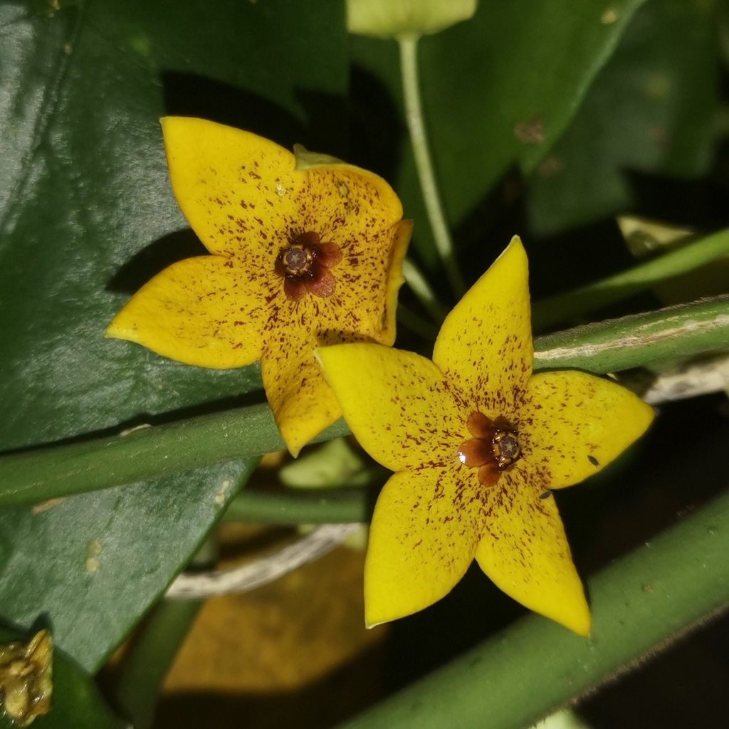 Heterostemma wallichii
