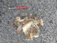 Oryctolagus cuniculus cuniculus