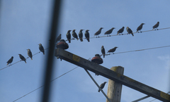 Sturnus vulgaris