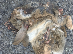 Oryctolagus cuniculus cuniculus