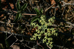 Cyphostemma buchananii image