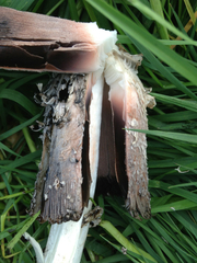 Coprinus comatus