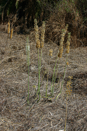 Drimia altissima image