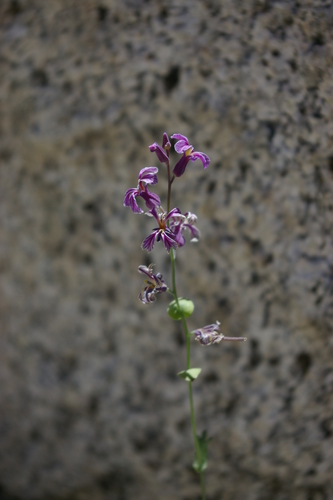 Image of Streptanthus fenestratus by (c) Ryan Elliott, some rights reserved (CC BY)