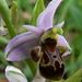 Ophrys scolopax vetula - Photo (c) Johan N,  זכויות יוצרים חלקיות (CC BY-SA)