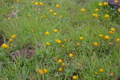 Trifolium jokerstii