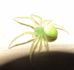 Araneus uniformis