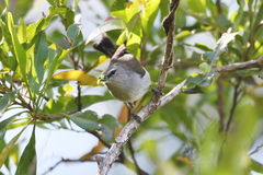 Norfolk Gerygone photo 2