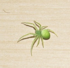 Araneus uniformis