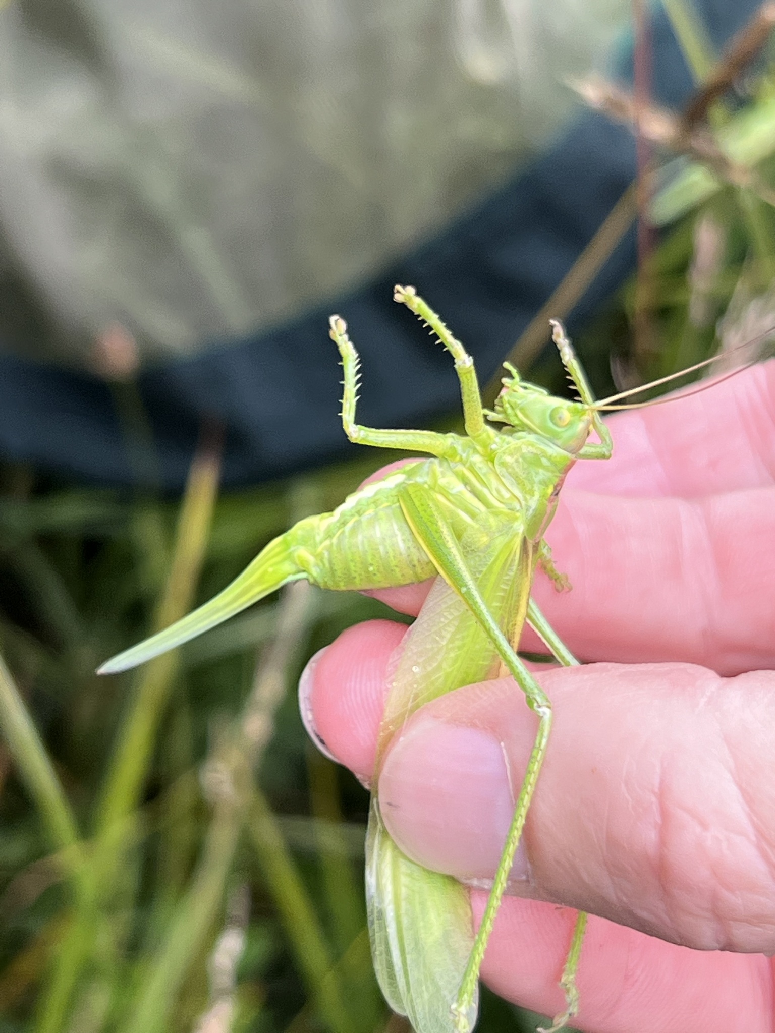 Tettigonia viridissima
