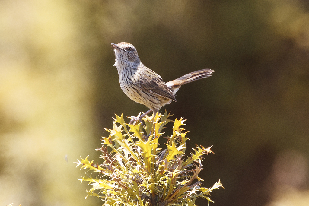 Western Fieldwren photo