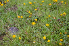 Trifolium jokerstii
