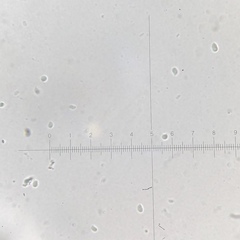 Ossicaulis lachnopus image