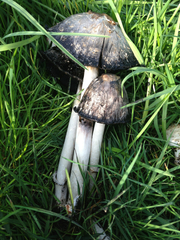 Coprinus comatus